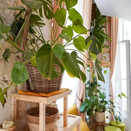 Lumineux, Minimaliste Et Vegetal Apartment Bordeaux