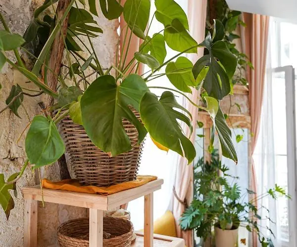 Lumineux, Minimaliste Et Vegetal Apartment Bordeaux